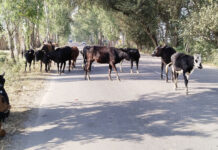 लोगों ने की बाबैन क्षेत्र में गौशाला बनाने की मांग