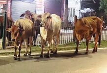 शहर की सड़कों पर घूम रहे बेसहारा गोवंशों व बछड़े शहरवासियों के लिए बन रहे मुसीबत