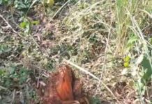 बिंजलपुर में पंचायती जमीन से लाखों की लकड़ी चोरी