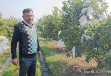 अमरूद की खेती कर छोटा किसान अच्छी कमाई कर सकते है-प्रगतिशील किसान संजय कुमार