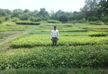 वन विभाग द्वारा एस्केप नर्सरी में तैयार किए गए एक लाख 35 हजार फलदार व छायादार पौधे, आमजन को निशुल्क किए जाएंगे वितरित