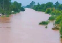 मारकंडा नदी में आया 11000 क्यूसेक पानी, सहमे किसान व डेरावासी