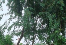 वाहन चोरी के मामले में एक आरोपी गिरफ्तार