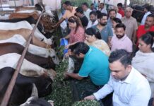 गायों को चारा खिलाना एवं गुड़ खिलाना ये हमारी भारतीय संस्कृति की पहचान है-कृष्ण गोयल