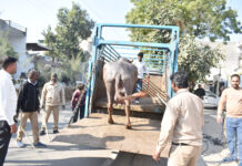 प्रेम नगर व गांधी नगर क्षेत्र में चल रही 3 अवैध डेयरियों पर नगर निगम ने की कार्रवाई, 1 डेयरी की सील, 3 पशु जब्त कर 30 हजार रुपये लगाया जुर्माना- डॉ. वैशाली शर्मा, निगमायुक्त।